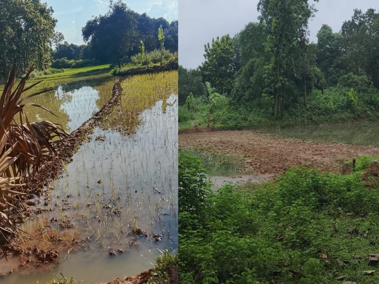 প্রতিহিংসার শিকার নারী উদ্যোক্তা গাজীপুরে বাড়ি ও ফলের বাগানের প্রবেশ পথ কেটে চলাচলে প্রতিবন্ধকতা