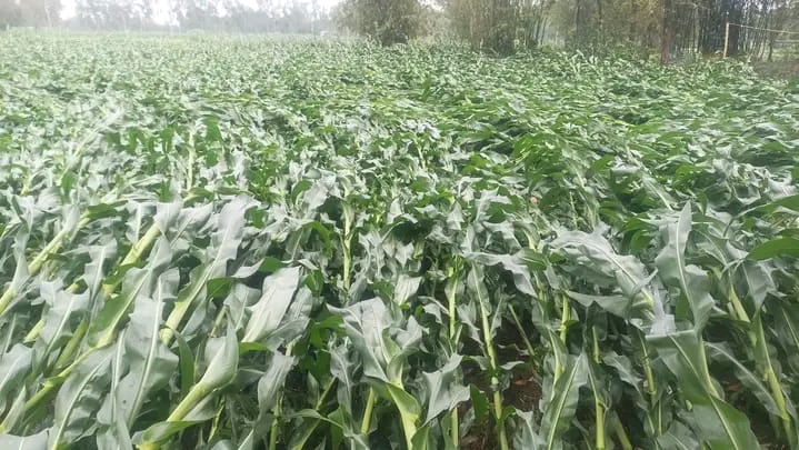পীরগঞ্জে আকস্মিক বৃষ্টিতে কৃষকের ফসল নষ্ট।