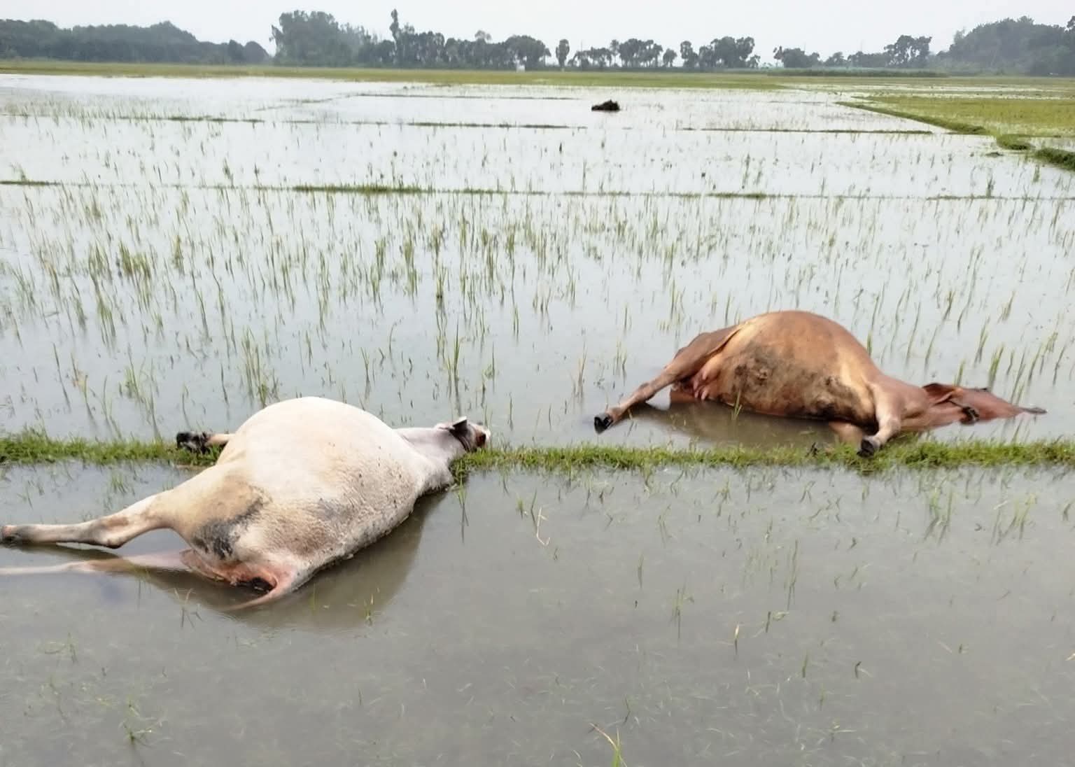 কোটচাঁদপুরে বজ্রপাতে কৃষকের দুটি গরু মর্মান্তিক মৃত্যু